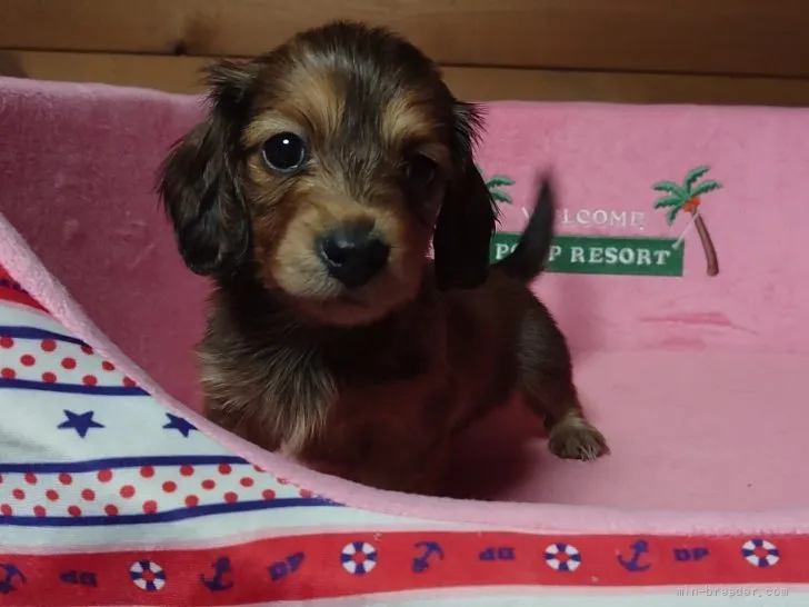 ID：2201-01524の子犬