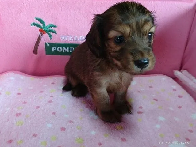 ID:1707-01205の子犬