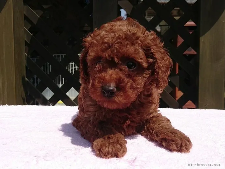ID:1804-00241の子犬