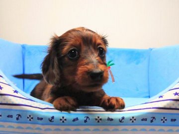 ミニチュアダックスフンド(ロング)【茨城県・男の子・2019年3月4日・レッドダップル】の写真「イケメン君」