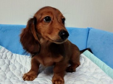 ミニチュアダックスフンド(ロング)【茨城県・男の子・2019年5月16日・レッドダップル】の写真「イケメン君」