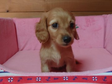 カニンヘンダックスフンド(ロング)【茨城県・女の子・2020年7月16日・ゴールド】の写真「クリクリおめめの美人さん」