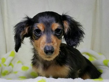 ミニチュアダックスフンド(ロング)【茨城県・男の子・2016年10月29日・ブラックタン】の写真「小ぶりなカニンヘンサイズの男の子」