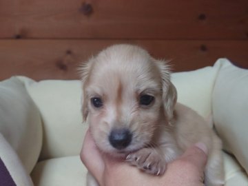 カニンヘンダックスフンド(ロング)【茨城県・男の子・2020年5月31日・イエロー】の写真「愛嬌たっぷりな男の子」