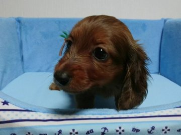 ミニチュアダックスフンド(ロング)【茨城県・男の子・2018年11月8日・シェデットレッド】の写真「甘えん坊のハンサムボーイ」