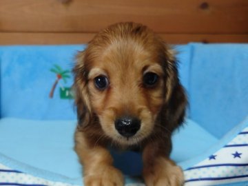 ミニチュアダックスフンド(ロング)【茨城県・男の子・2022年4月8日・シェーデッドレッド】の写真「イケメン君」