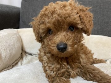 トイプードル(タイニー)【茨城県・男の子・2021年11月27日・レッド】の写真「おっとりマイペースな男の子」