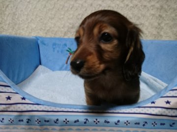ミニチュアダックスフンド(ロング)【茨城県・男の子・2018年1月3日・シェーデッドレッド】の写真「優しいお顔の男の子」