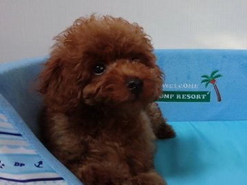 トイプードル(タイニー)【茨城県・男の子・2019年6月26日・レッド】の写真「濃いレッドの子。」
