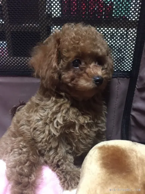 オニケン 様のお迎えした子犬
