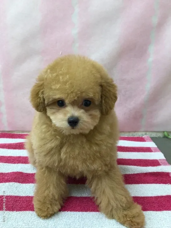 ID:1904-00285の子犬