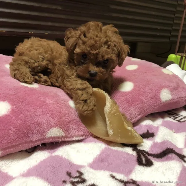 ID：1809-02537の子犬