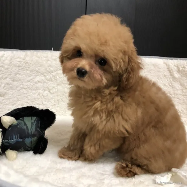 ID:2204-01043の子犬