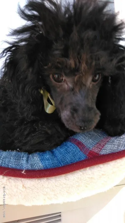 ID：1911-00803の子犬