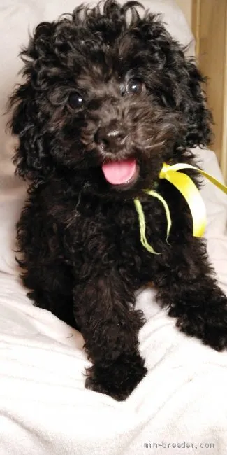 ID：2008-01656の子犬