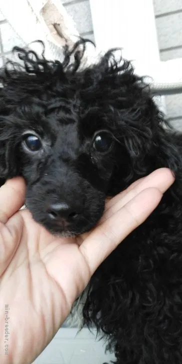 ID：2111-01248の子犬