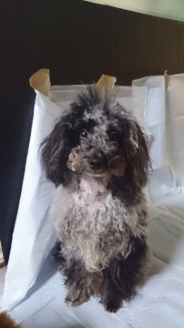 トイプードル(タイニー)【東京都・男の子・2015年5月22日・ブルーマール】の写真「日本では珍しいブルーマール！　PRA 発症しません」