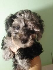 トイプードル(タイニー)【東京都・男の子・2018年1月2日・ブルーマール】の写真「父犬　JKC チャンピオン」