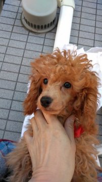 トイプードル(タイニー)【東京都・男の子・2019年9月19日・アプリコット】の写真「滅多に吠えません。シニア向き
運動量が少量で十分」