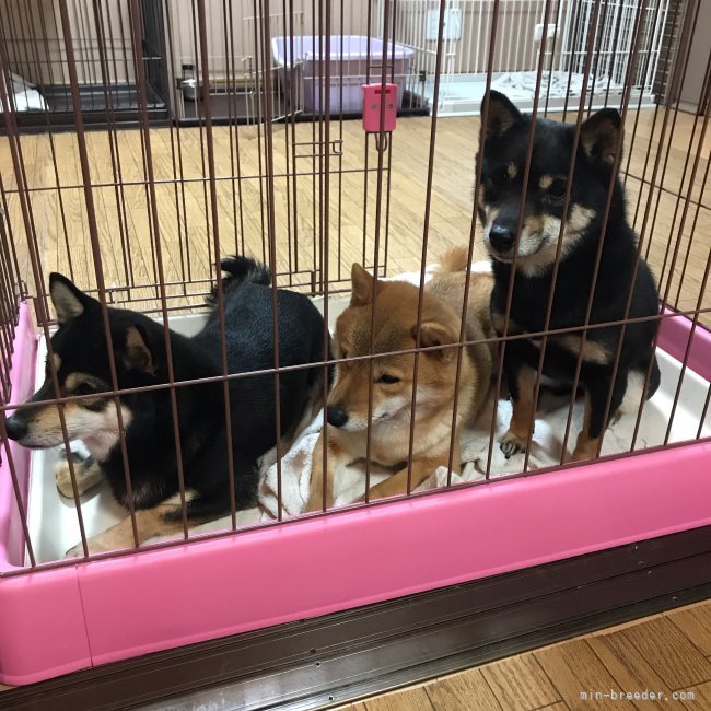 なぜか同じゲージに入りたがる…空き部屋あります🥺｜藤田　真幸(ふじた　まゆき)ブリーダー(東京都・柴犬など・KCジャパン登録)の紹介写真5