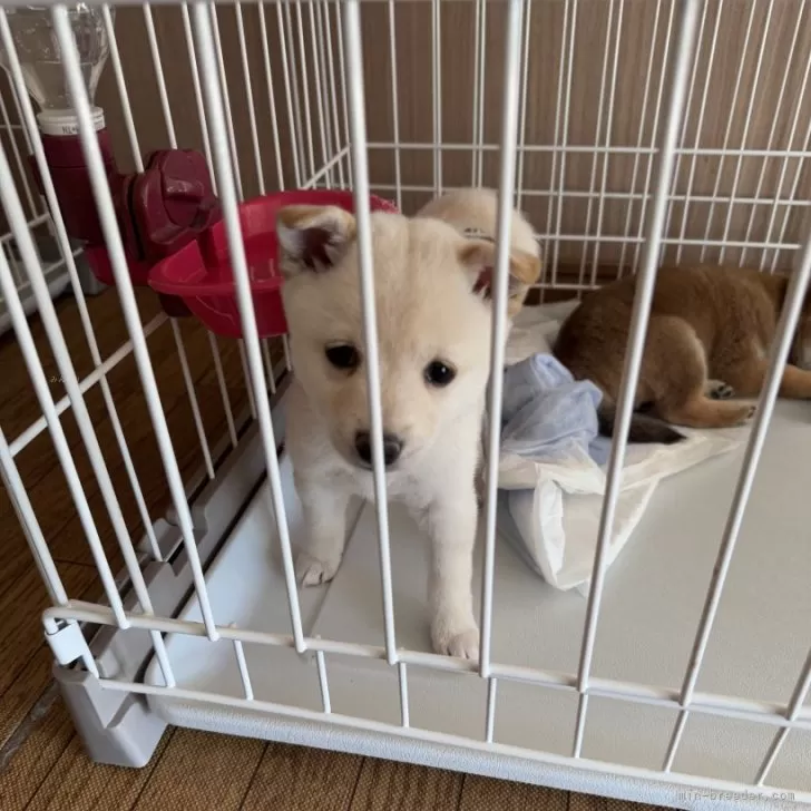ID：2412-02698の子犬