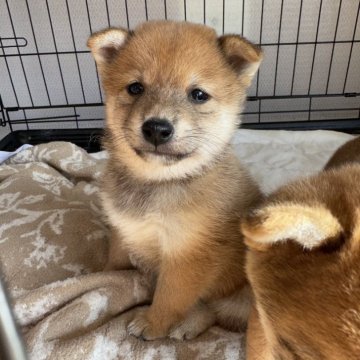 柴犬(豆柴)【東京都・男の子・2024年11月3日・赤】の写真「まんまるなお顔のおっとりな男の子❤️」