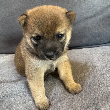 柴犬(豆柴)【東京都・男の子・2025年11月15日・赤】の写真「おっとり甘えん坊な小さめな男の子❣️」