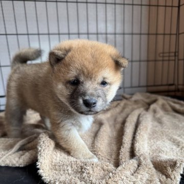 柴犬(豆柴)【東京都・男の子・2025年2月6日・赤】の写真「おっとり甘えん坊なたぬき顔の男の子❤️」