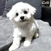 ビションフリーゼ