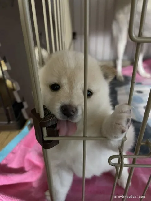 ID：2203-01956の子犬