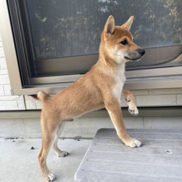 柴犬(豆柴)【東京都・男の子・2023年3月26日・赤】の写真「小さくて甘えん坊な男の子🐕」