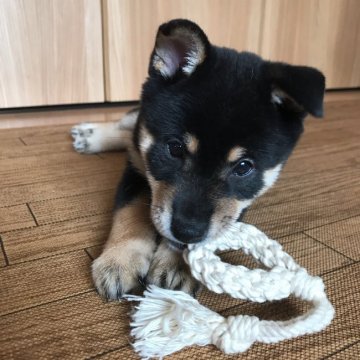 柴犬(豆柴)【東京都・男の子・2018年8月16日・黒】の写真「可愛いお顔にきれいな毛色です。」
