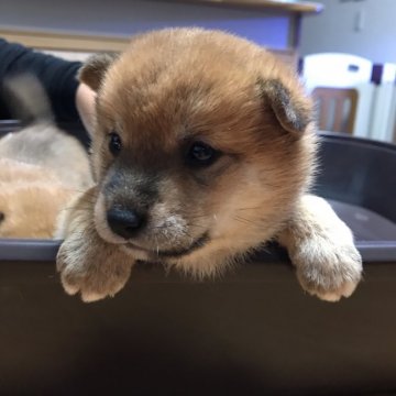 柴犬(豆柴)【東京都・男の子・2019年3月11日・赤】の写真「可愛いお顔です」