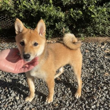 柴犬(豆柴)【東京都・男の子・2023年3月26日・赤】の写真「小柄な可愛いお顔の男の子🐕💕」