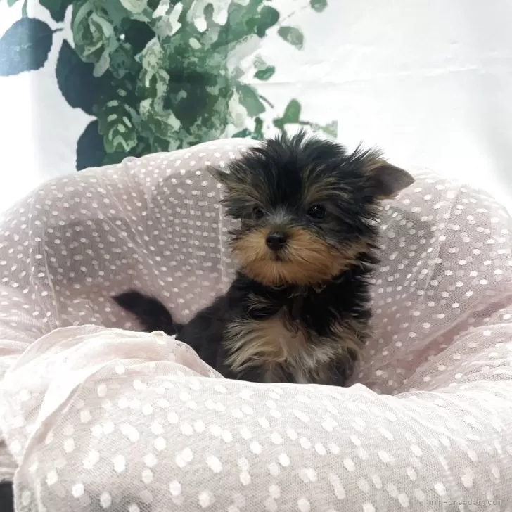 ID：2508-00577の子犬