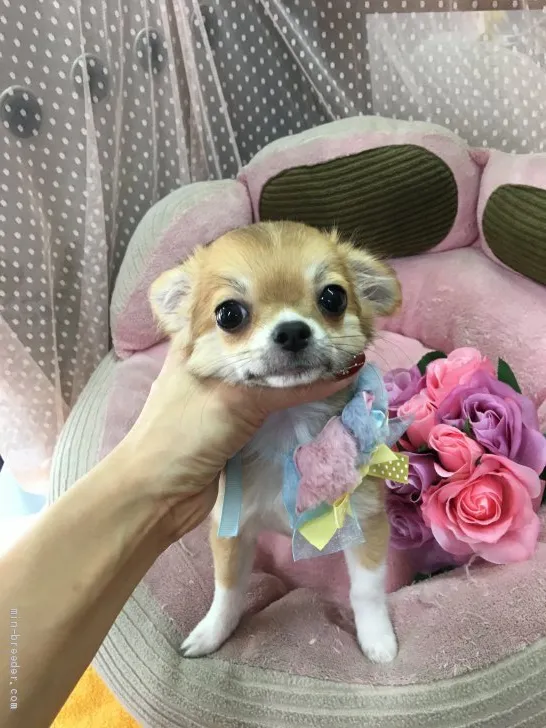 ID：1909-01864の子犬