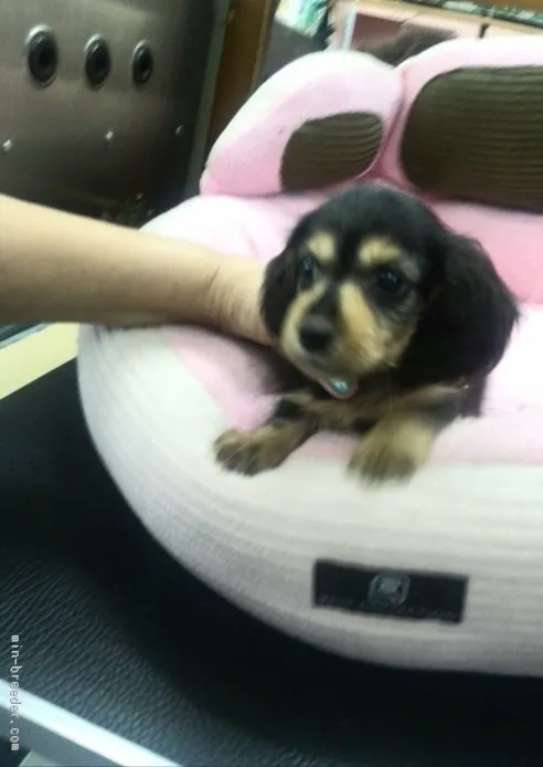 ID：1508-01841の子犬