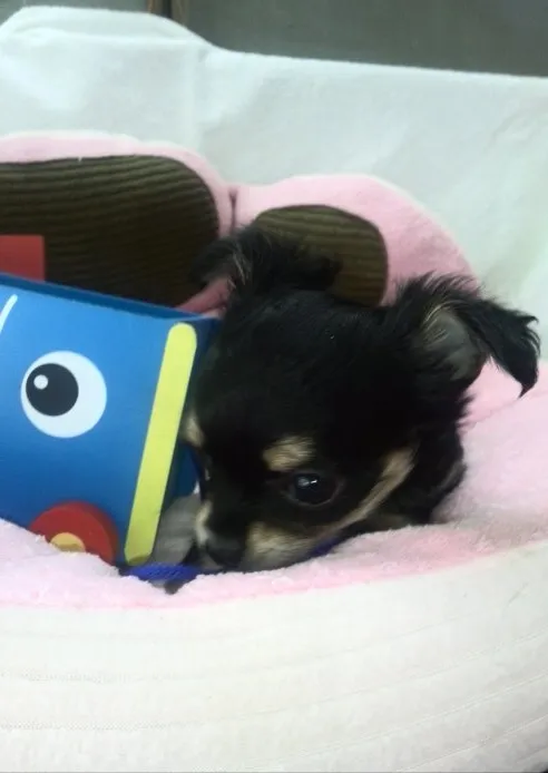 ID：1505-00916の子犬
