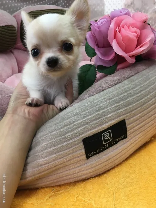 ID:1909-00265の子犬