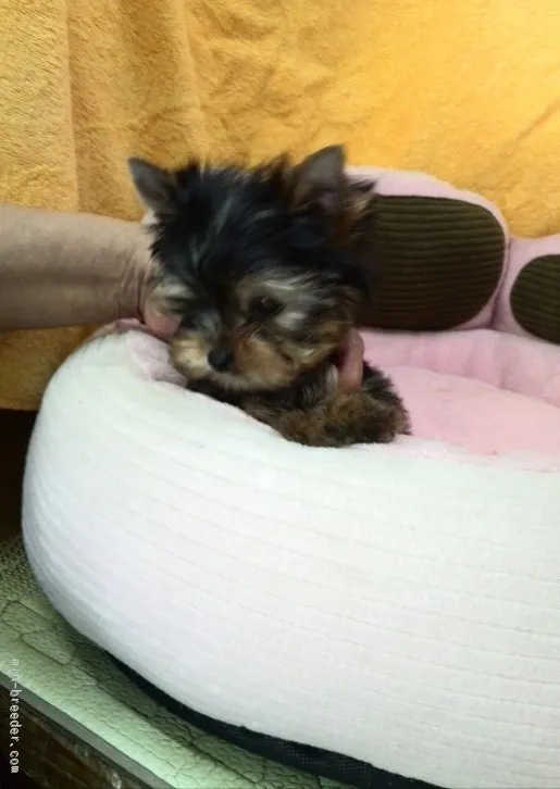 ID：1512-00410の子犬