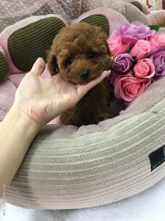 ID:2011-02148の子犬