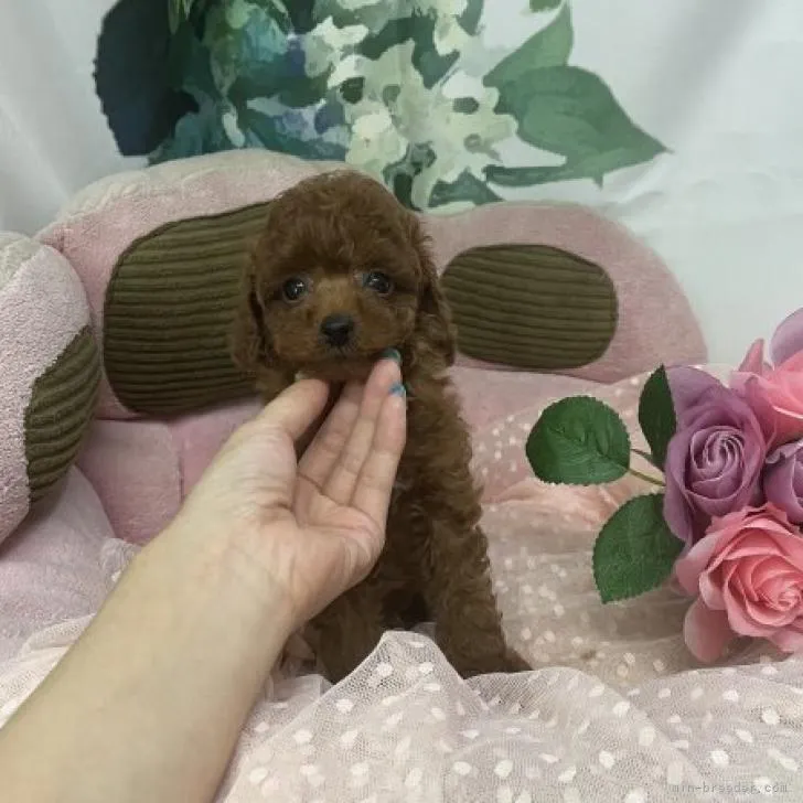 ID:2207-02742の子犬