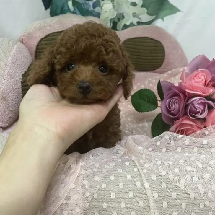 ID:2207-02746の子犬