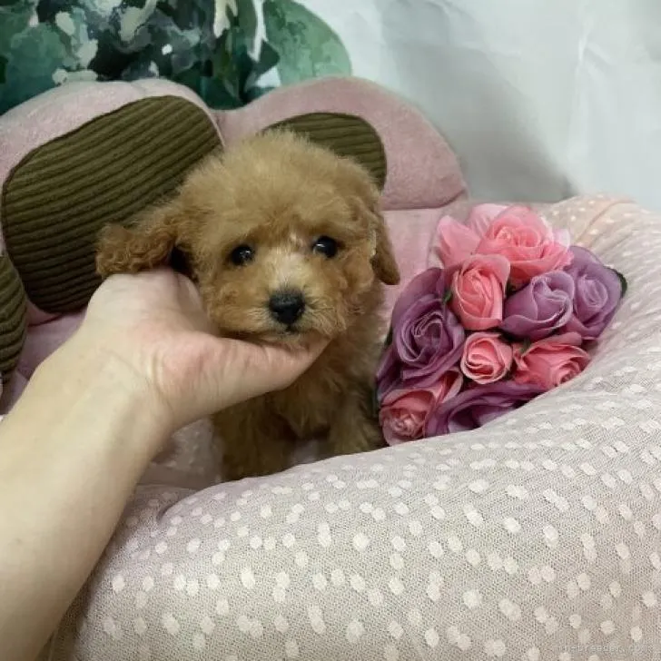 ID：2207-02739の子犬