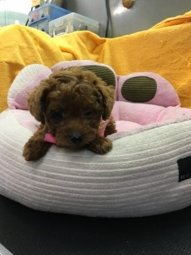 トイプードル(タイニー)【大阪府・女の子・2017年10月8日・レッド】の写真「濃ゆ〜いレッドのお姫様❤️」