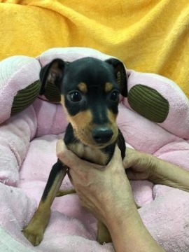 ミニチュアピンシャー【大阪府・男の子・2017年5月17日・ブラックタン】の写真「元気いっぱいのヤンチャ坊主です。」