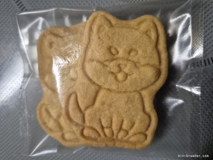 本元妙永子ブリーダーのブログ：柴犬クッキー🍪🐶