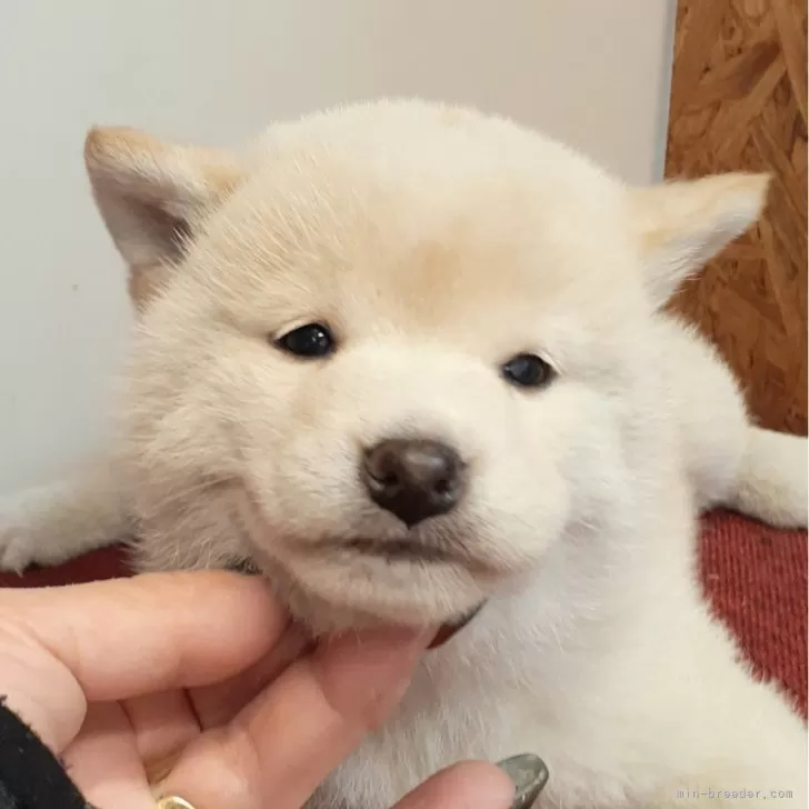 T.N 様のお迎えした子犬