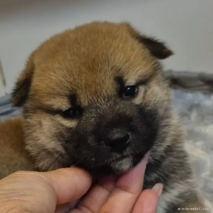 柴犬(標準サイズ)【富山県・男の子・2025年9月21日・赤】の写真1