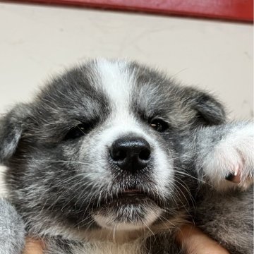 秋田犬【富山県・男の子・2025年5月18日・虎】の写真「コロコロ、綺麗な虎柄の男の子👦」